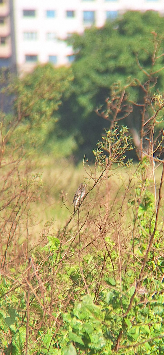 Common Rosefinch - ML645253719