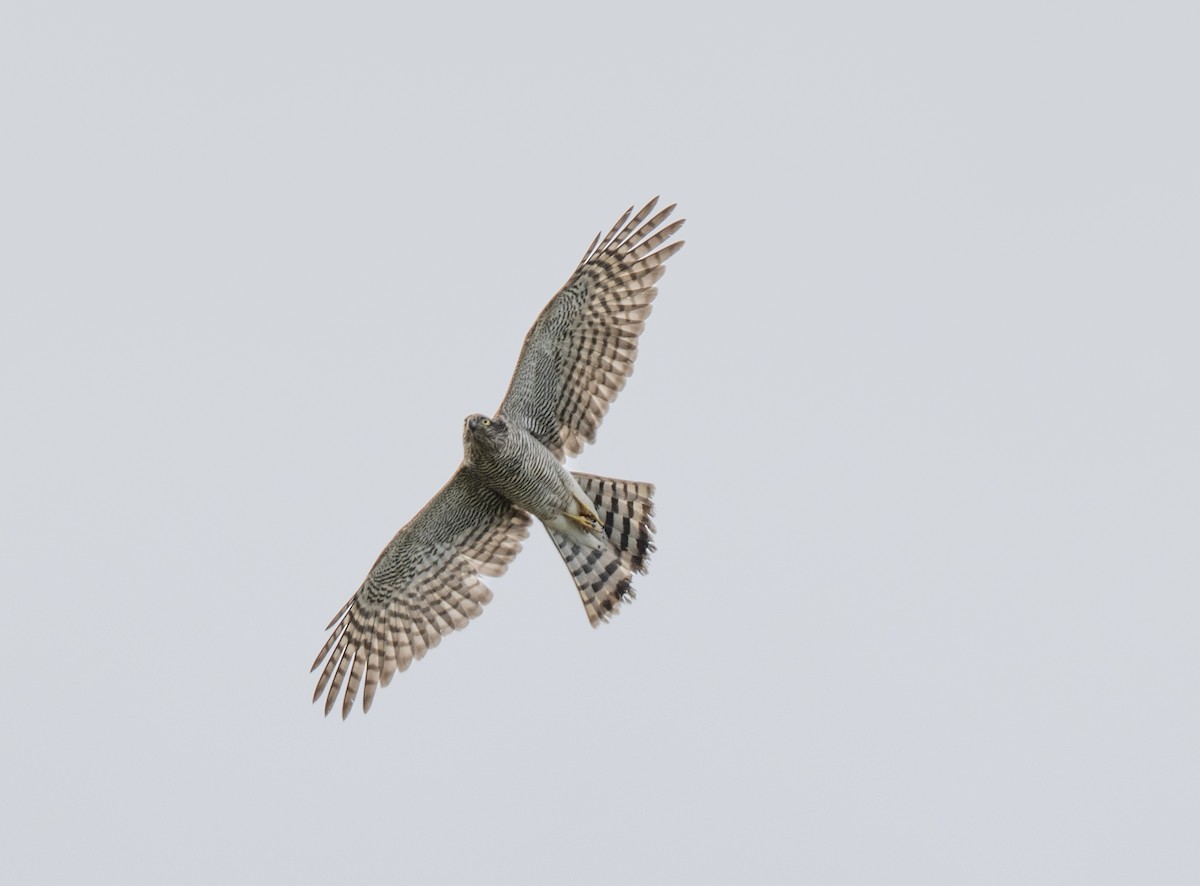 Eurasian Sparrowhawk - ML645253723
