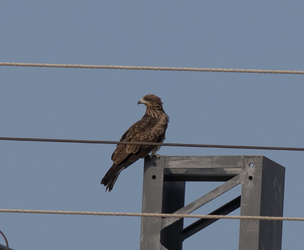 Black Kite - ML645253726