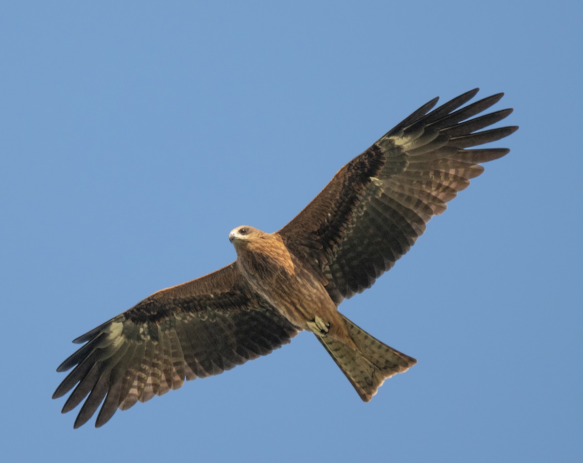 Black Kite - ML645253727