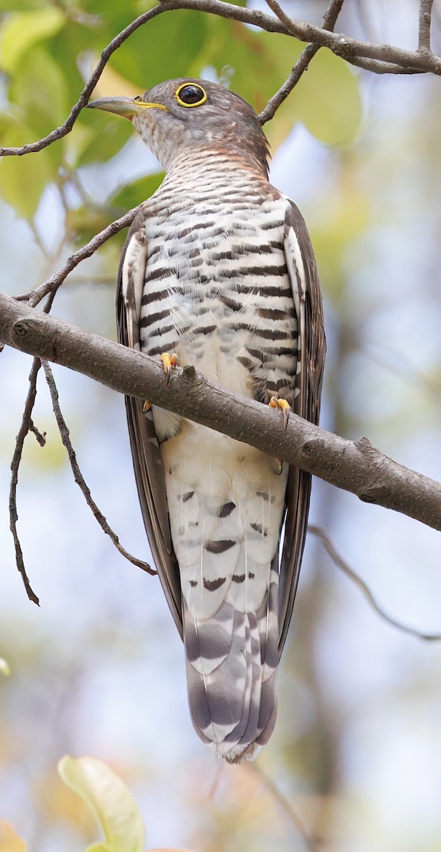 四聲杜鵑 - ML645253729