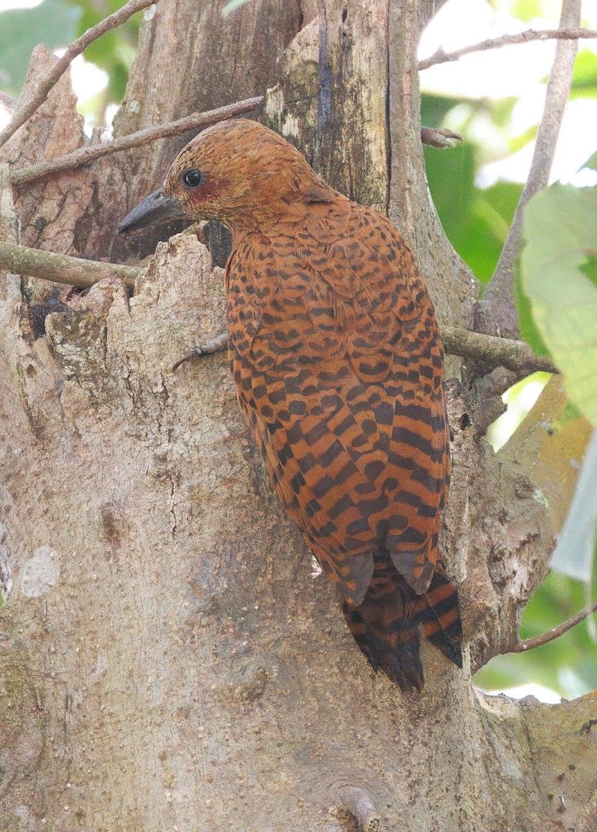 Rufous Woodpecker - ML645253730