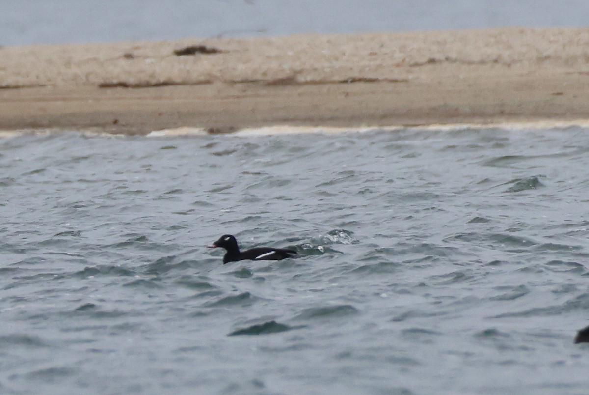 White-winged Scoter - ML645253731