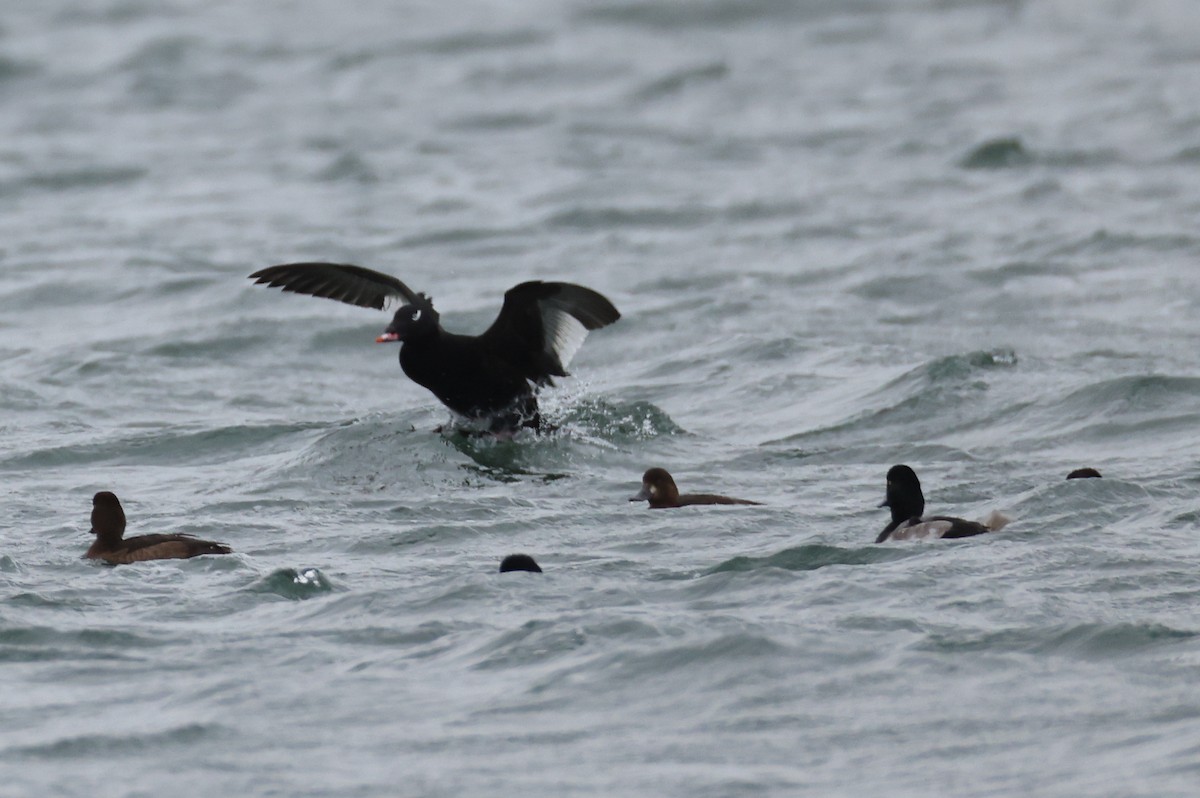 Ahatebeltz hegalzuri amerikarra - ML645253732