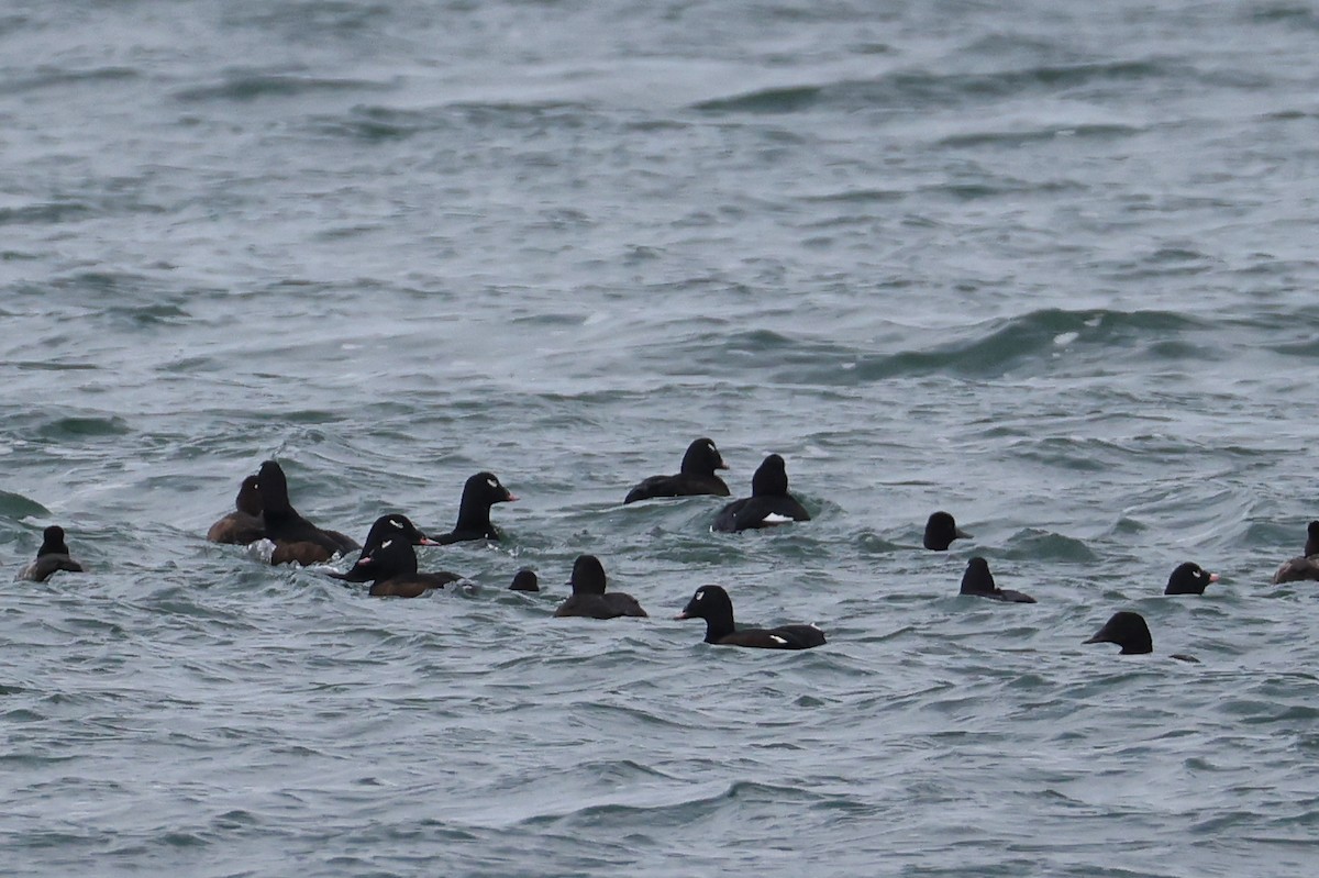 White-winged Scoter - ML645253733