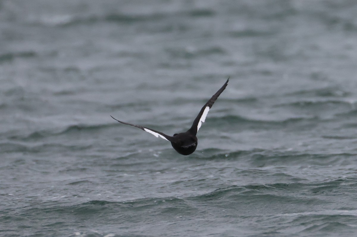 Ahatebeltz hegalzuri amerikarra - ML645253734