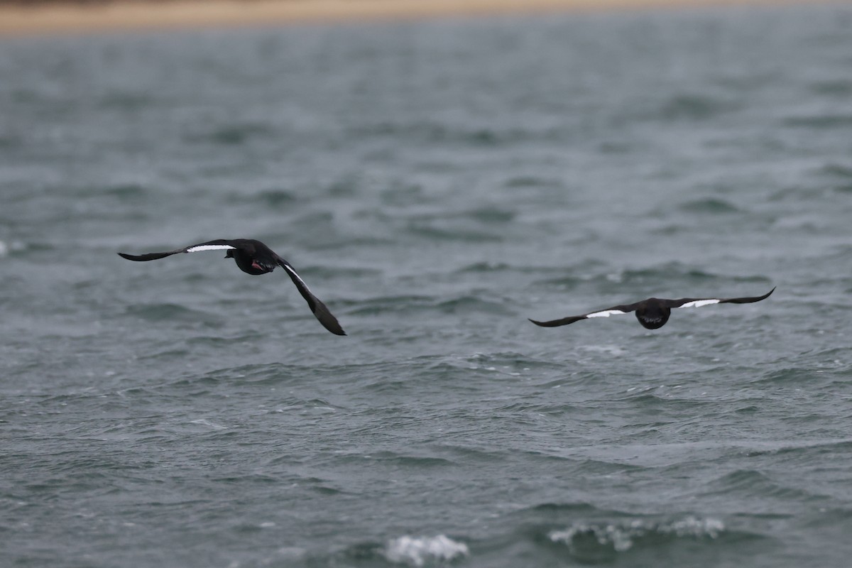 Ahatebeltz hegalzuri amerikarra - ML645253735