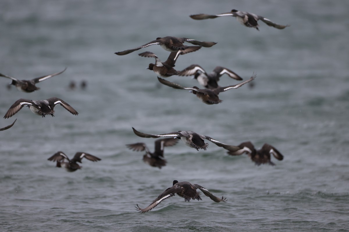 Ahatebeltz hegalzuri amerikarra - ML645253736