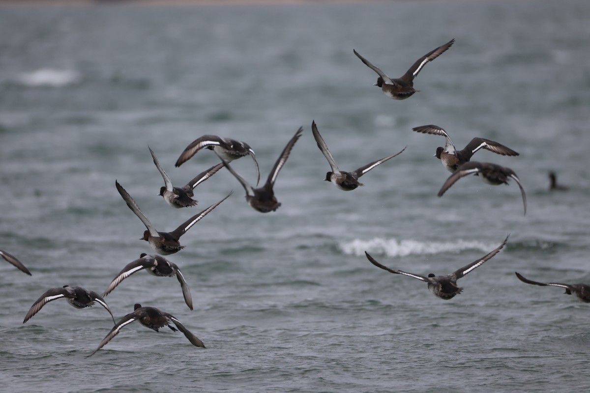 Ahatebeltz hegalzuri amerikarra - ML645253737