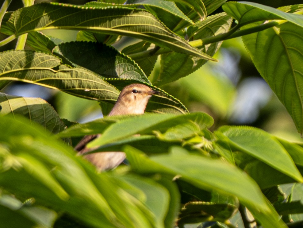 Common Chiffchaff - ML645253738