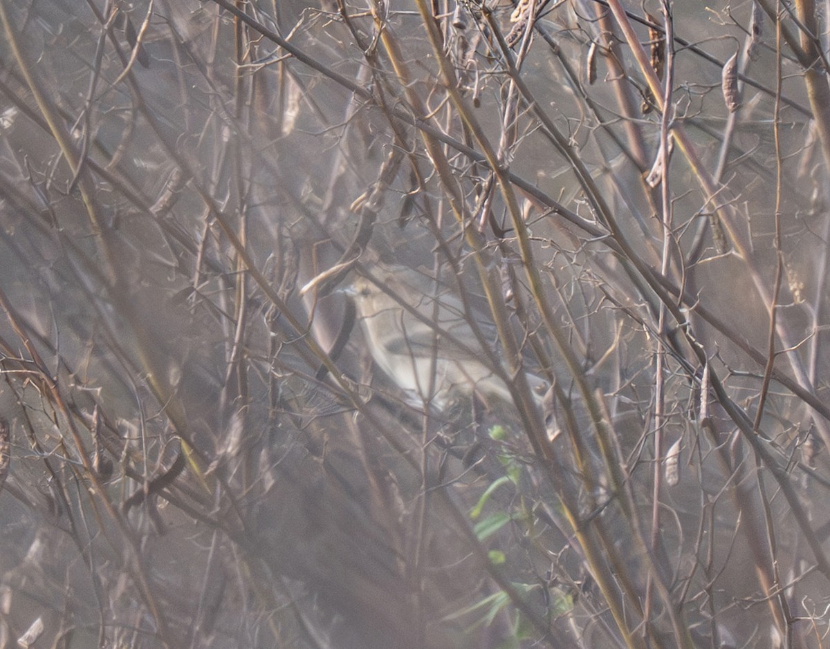 Common Chiffchaff - ML645253739