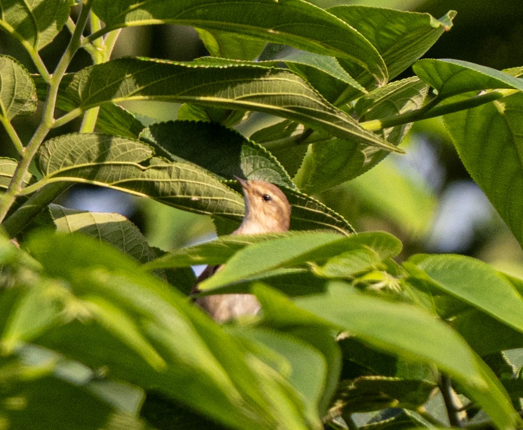 Common Chiffchaff - ML645253740