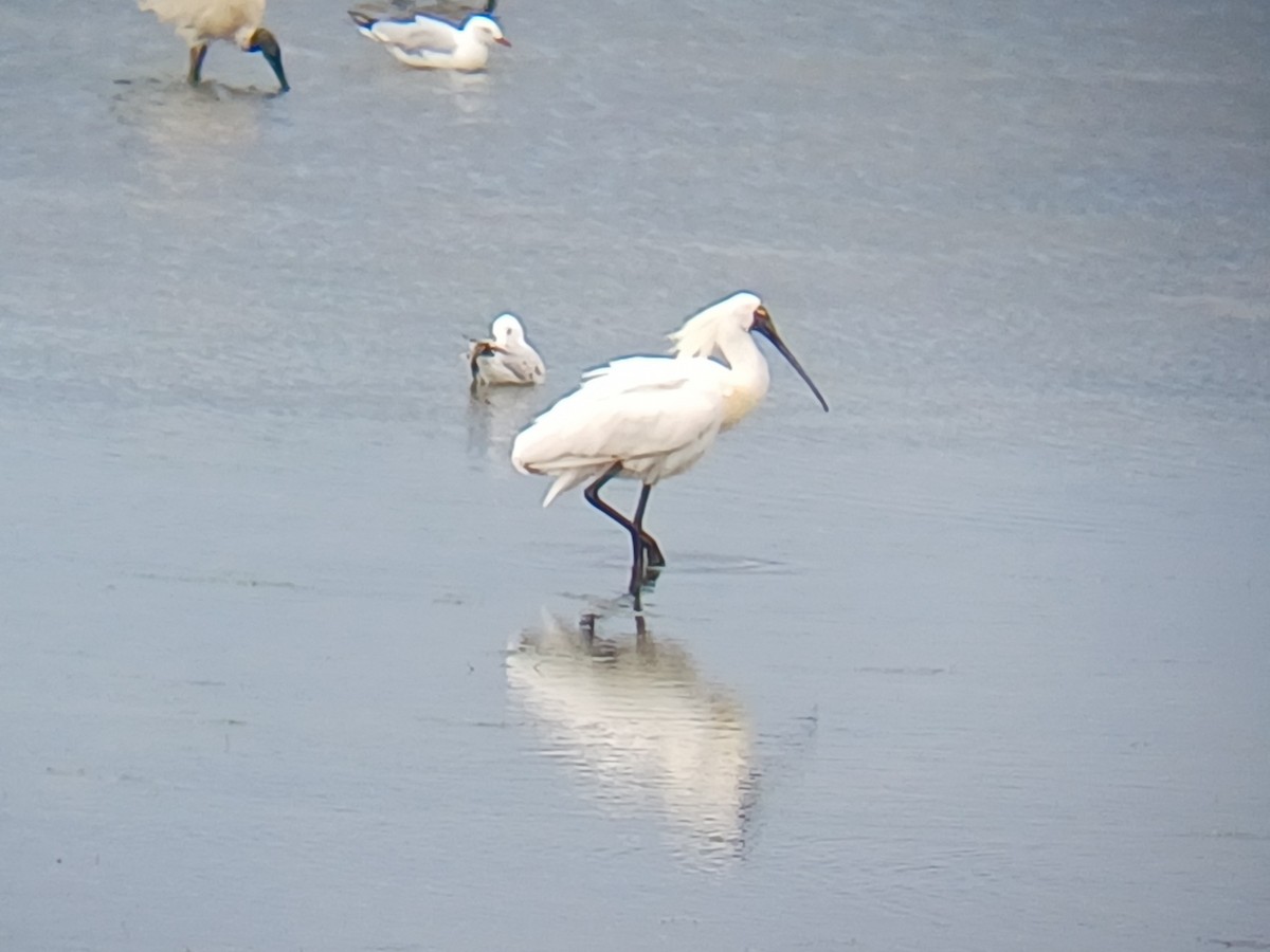 Mokozabal burubeltza - ML645253741