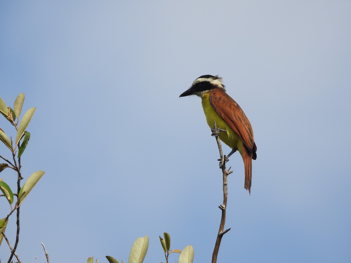Great Kiskadee - ML645253742