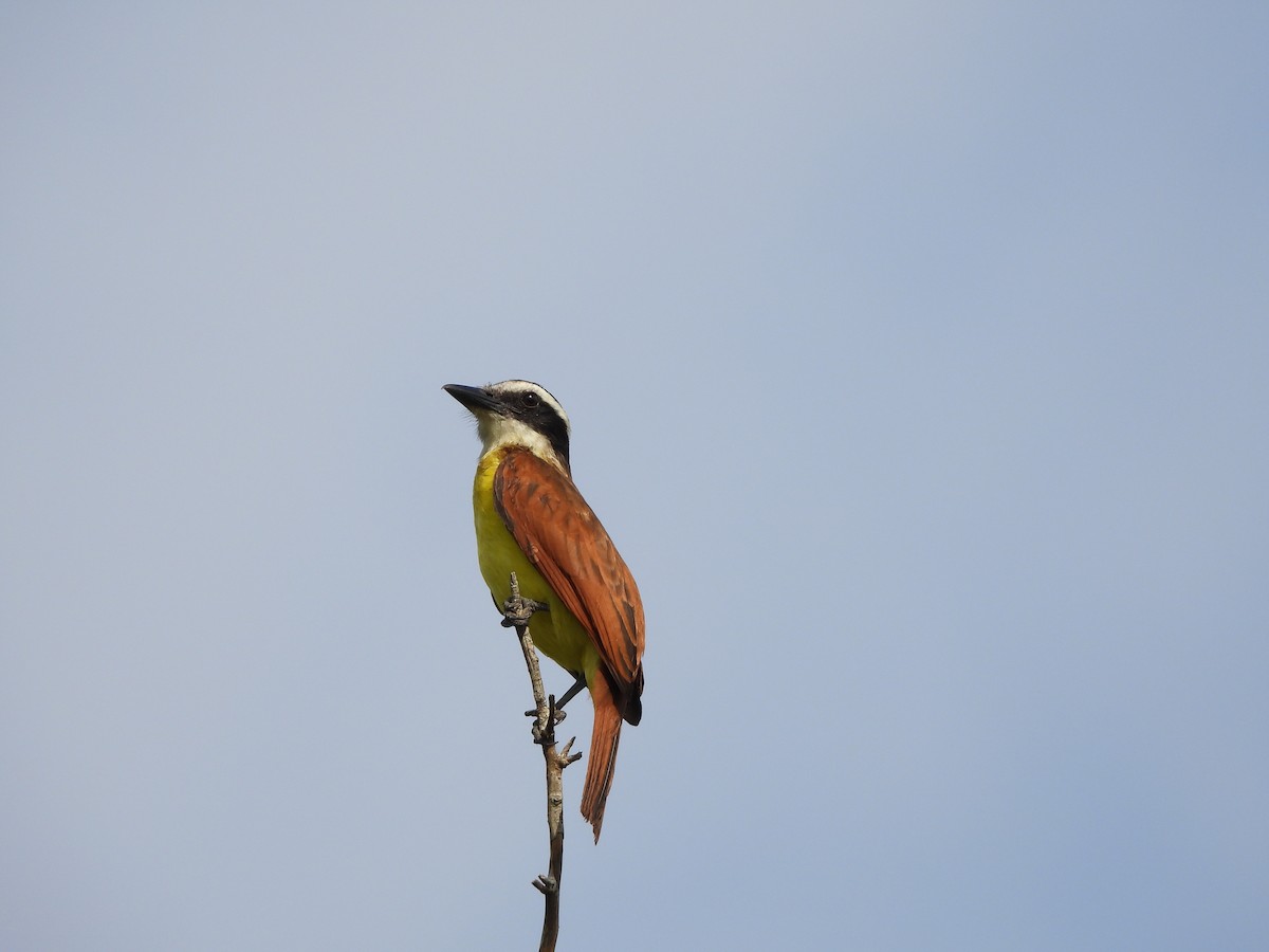 Great Kiskadee - ML645253743