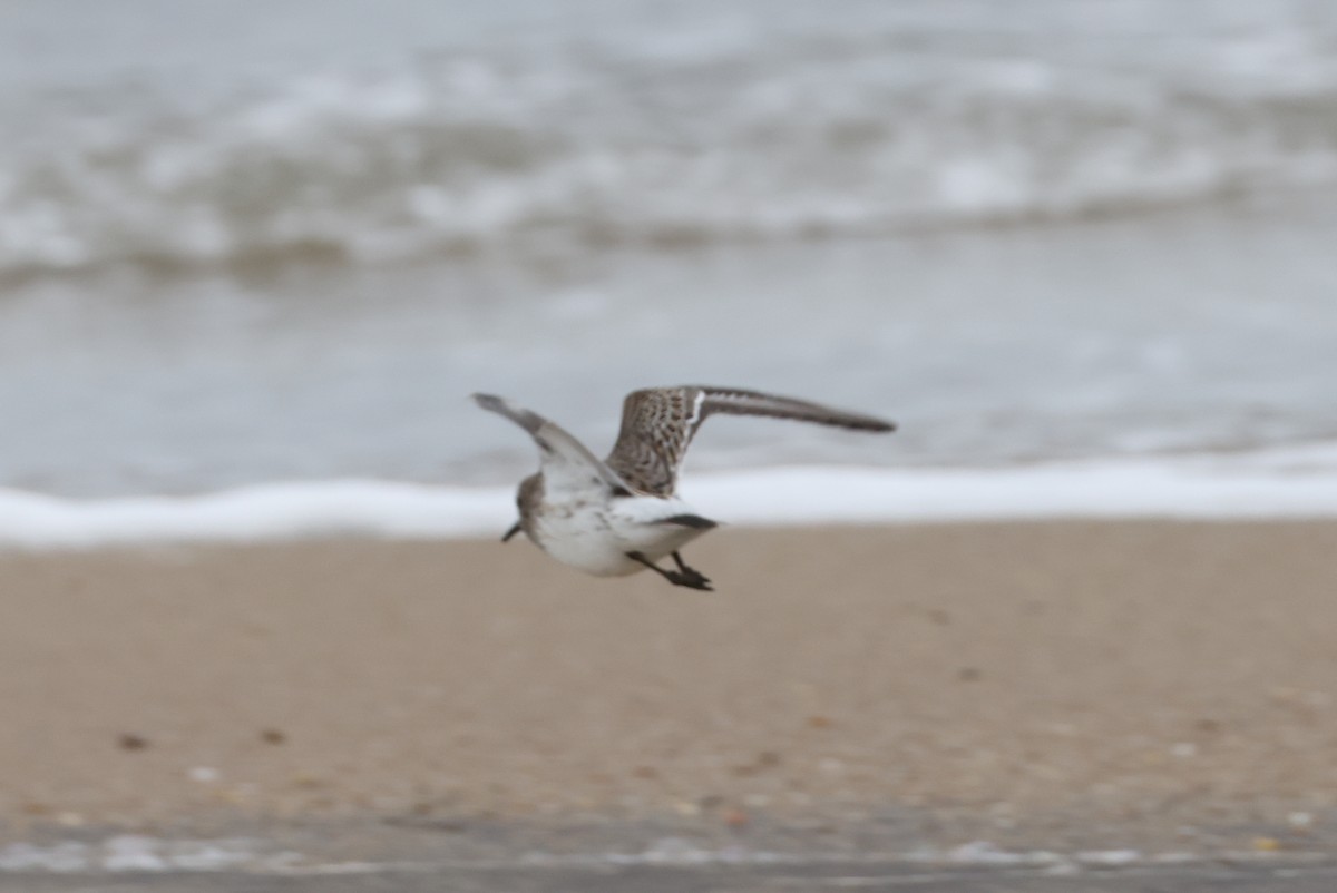 Bonaparte txirria - ML645253745