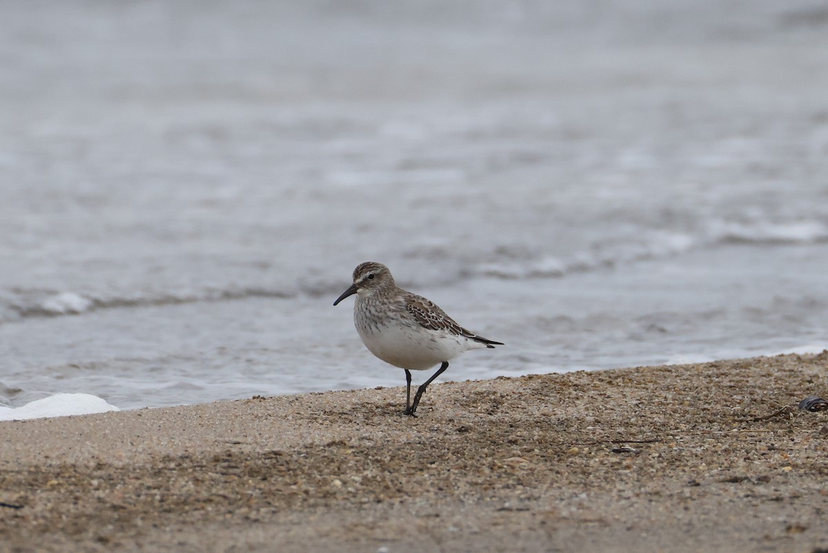 Bonaparte txirria - ML645253746