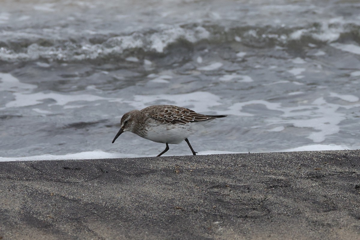 Bonaparte txirria - ML645253747