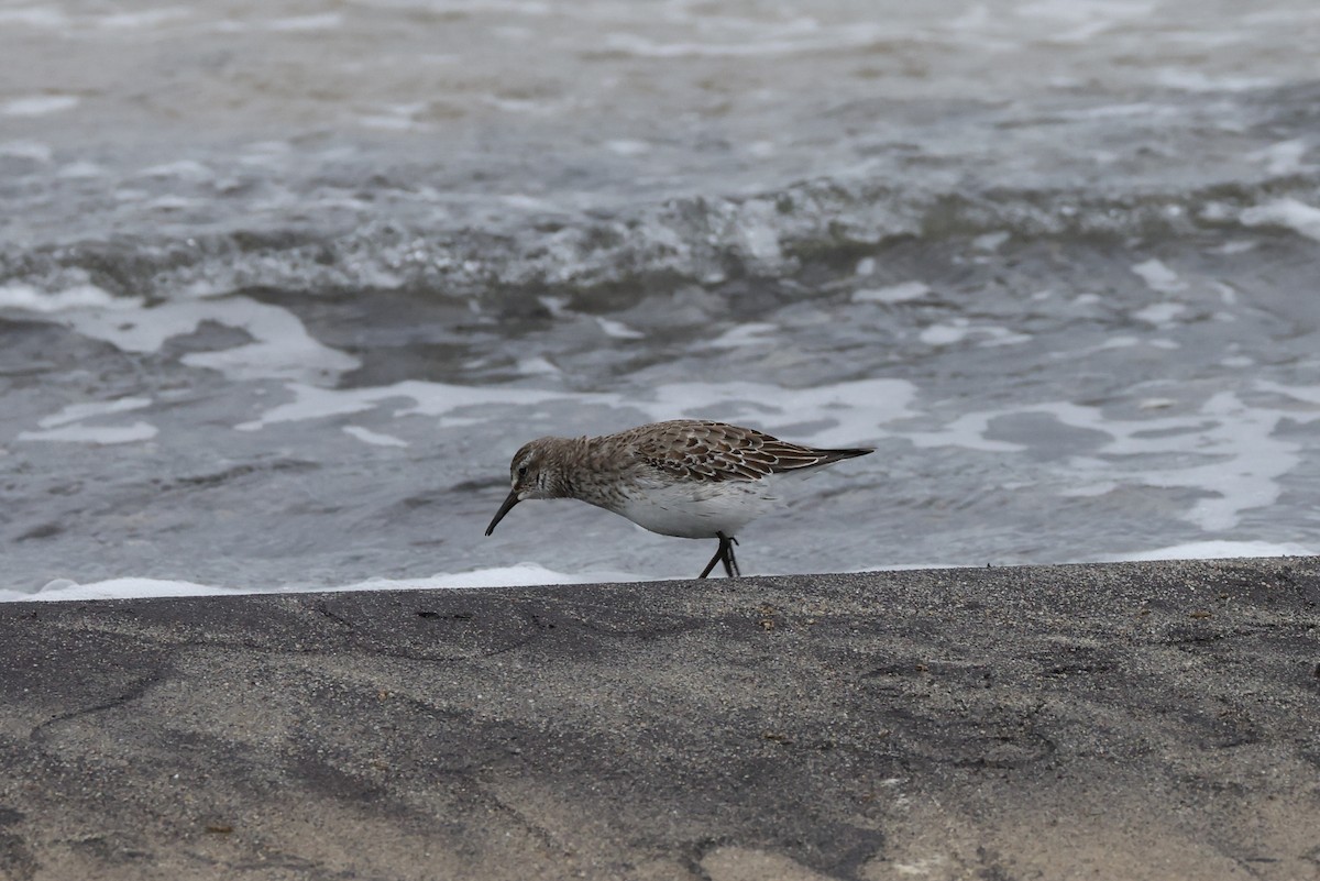 Bonaparte txirria - ML645253748