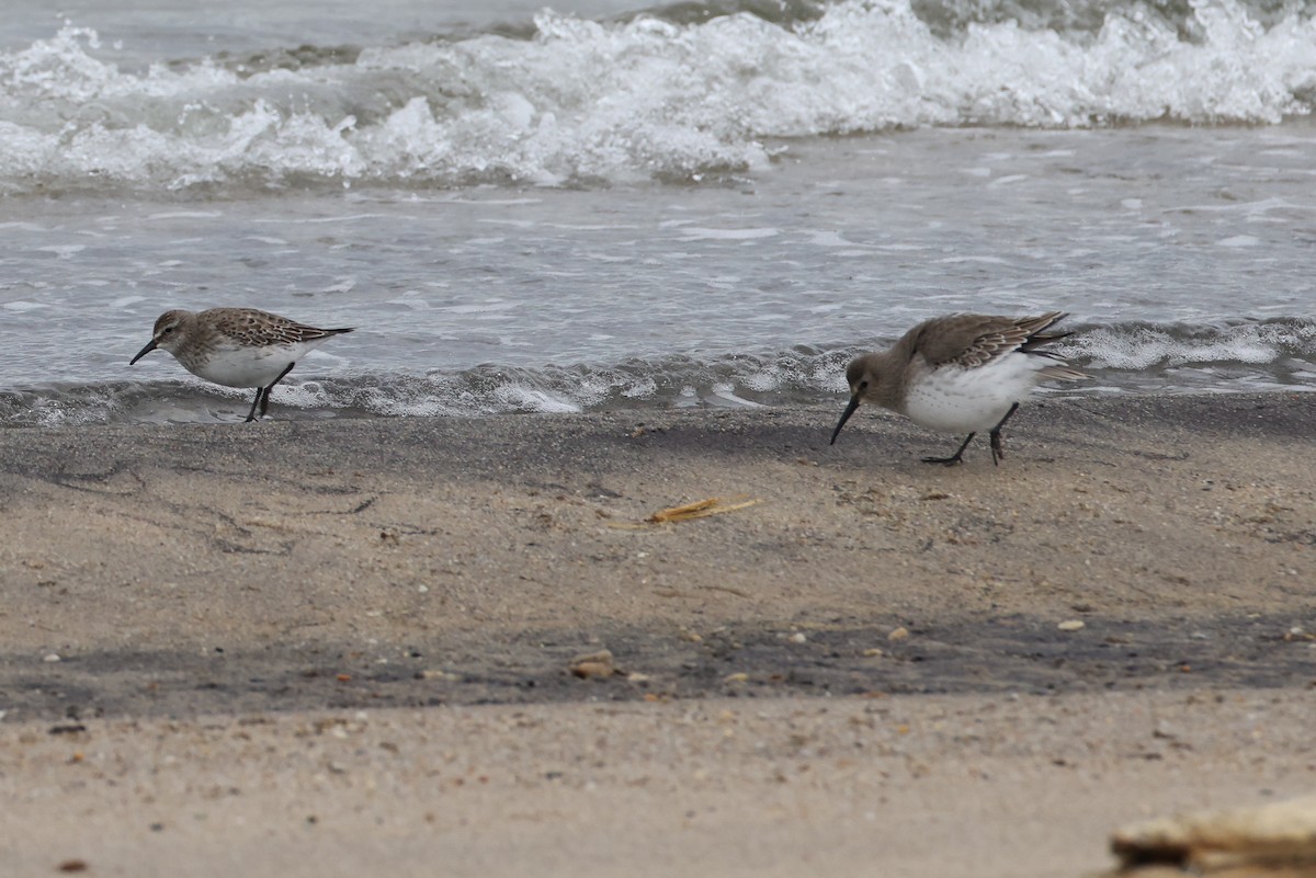 Bonaparte txirria - ML645253749