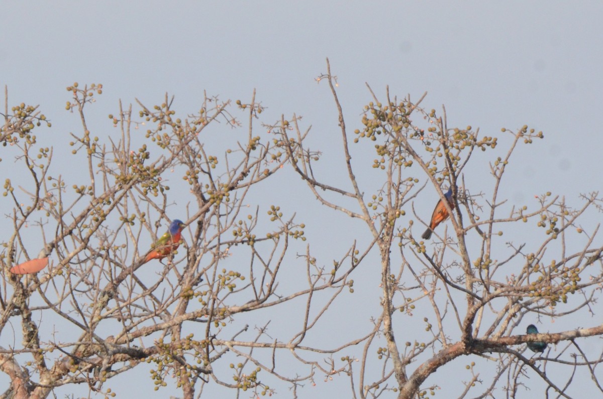 Painted Bunting - ML645253750