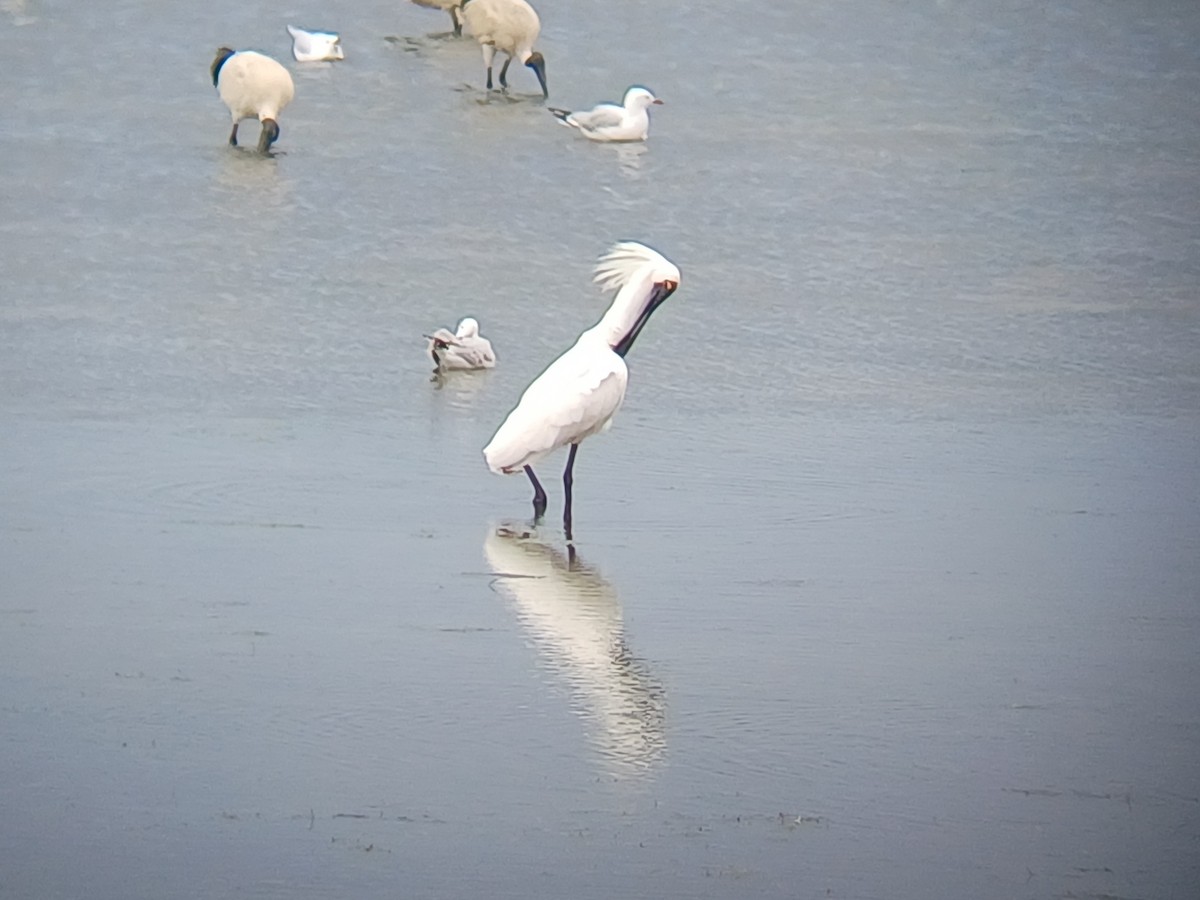 Mokozabal burubeltza - ML645253752