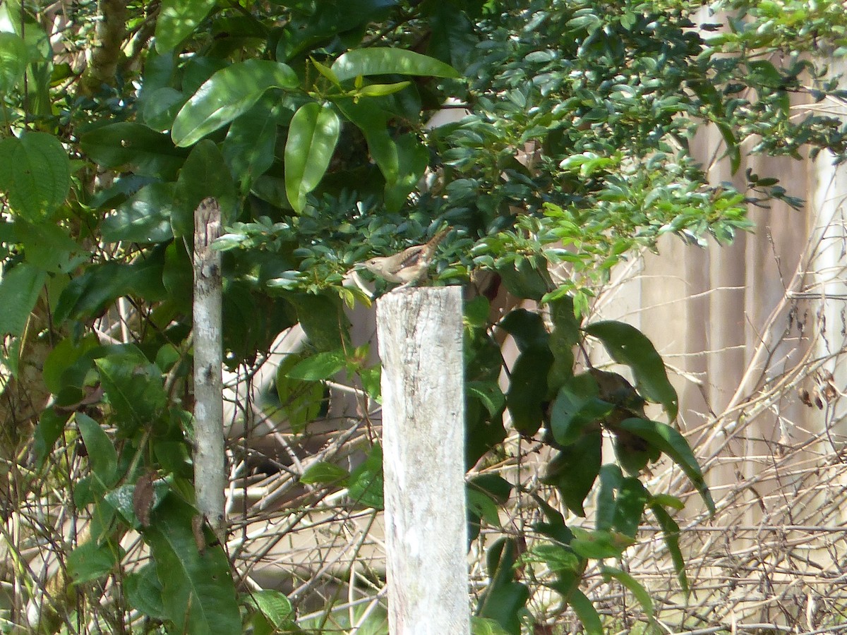Southern House Wren - ML645253754