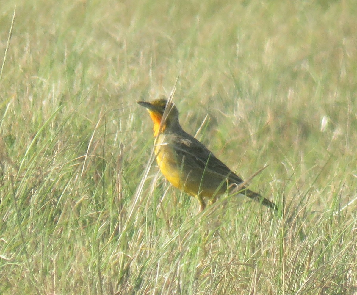 Orange-throated Longclaw - ML645253757