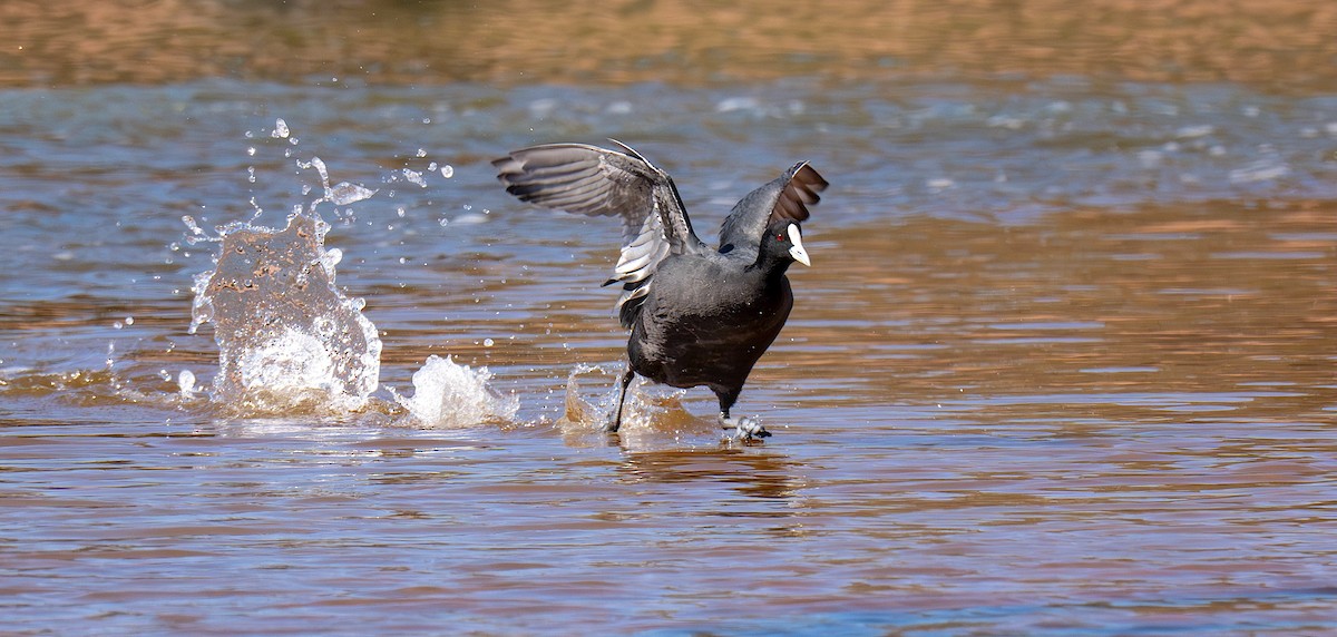 Kopetazuri arrunta - ML645253758