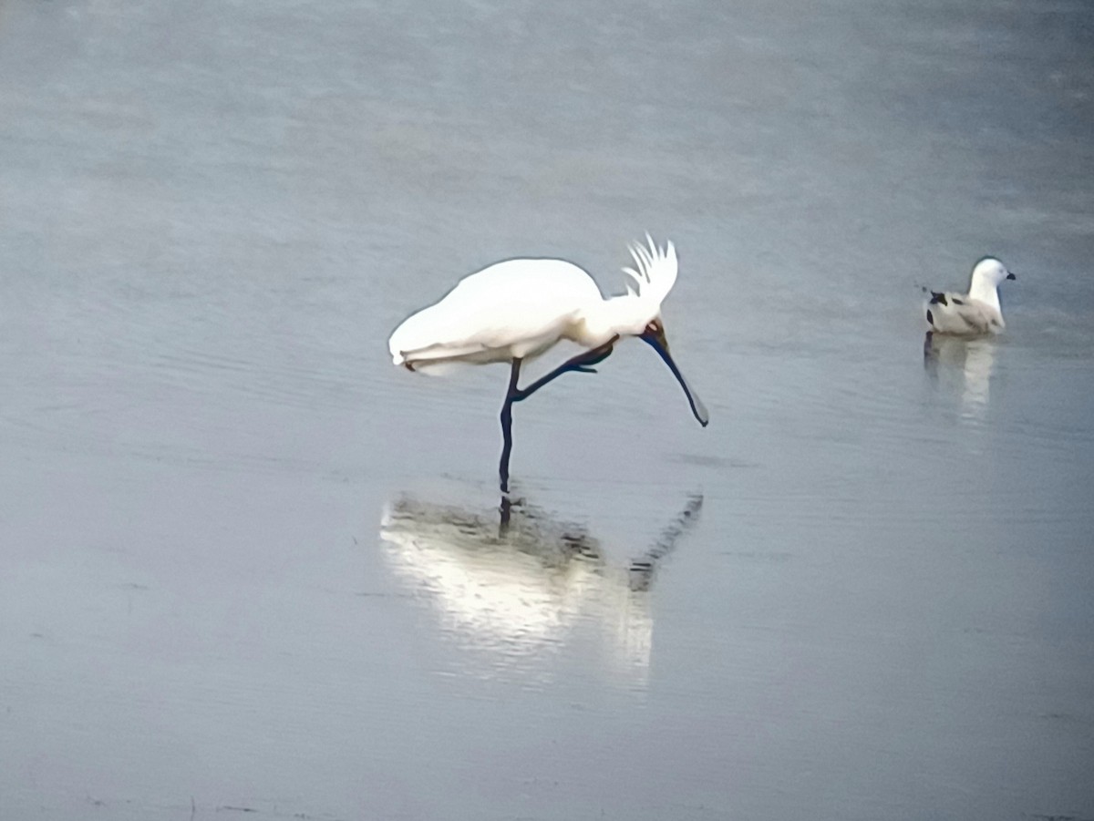 Mokozabal burubeltza - ML645253759