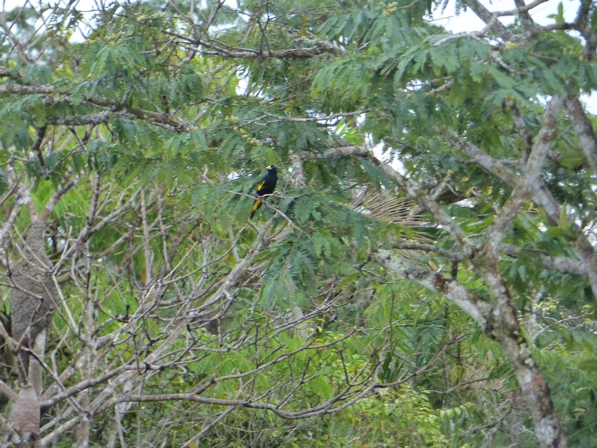 Yellow-rumped Cacique - ML645253760