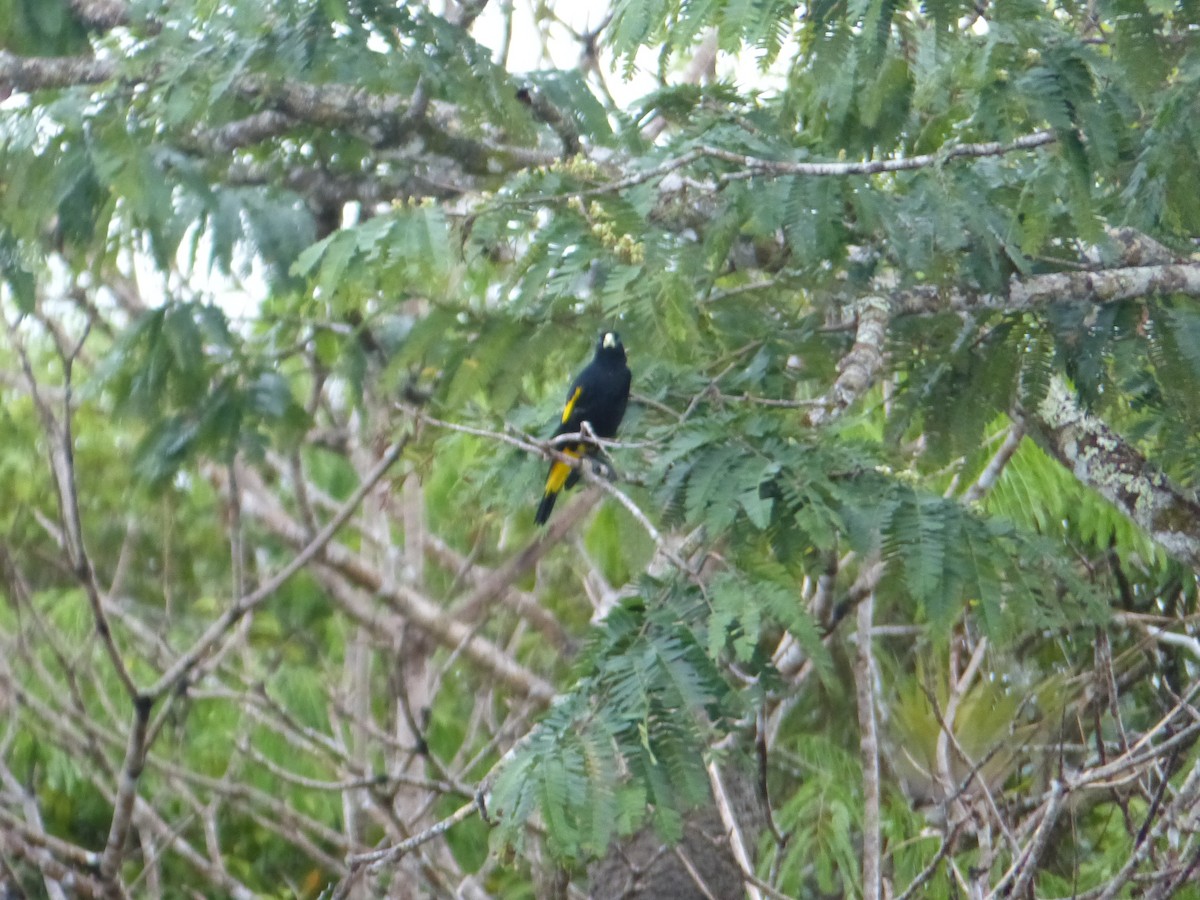 Yellow-rumped Cacique - ML645253761
