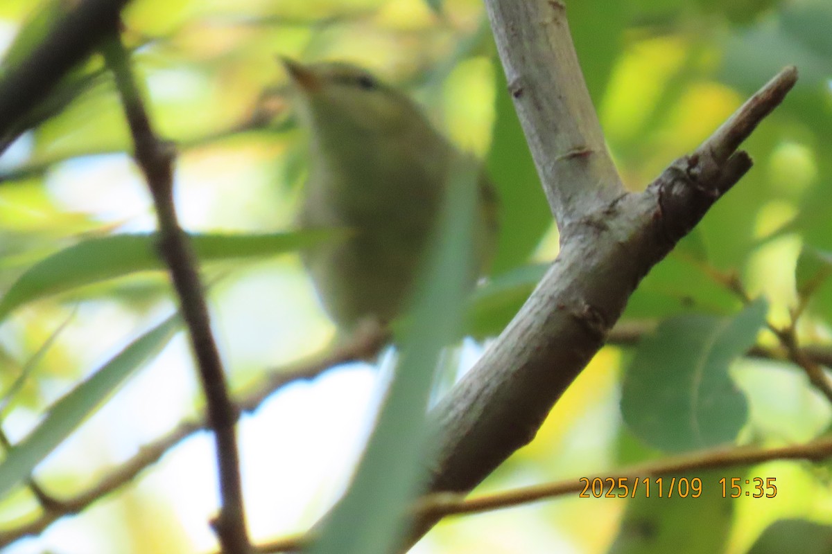 Ipar-txioa - ML645253762