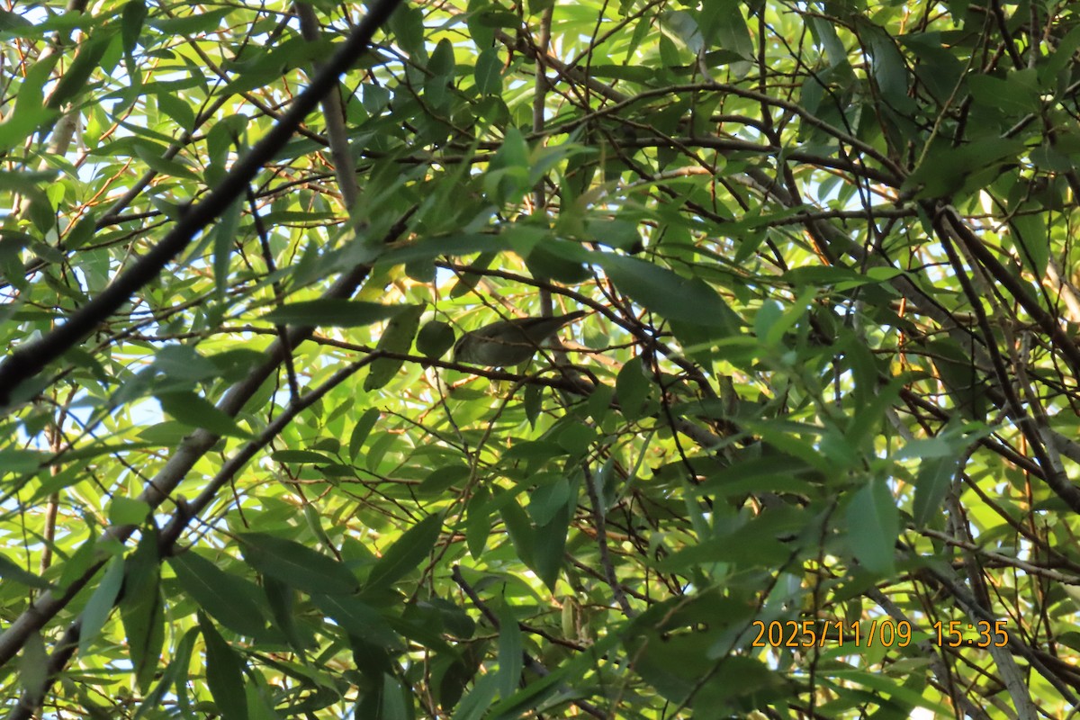 Ipar-txioa - ML645253763