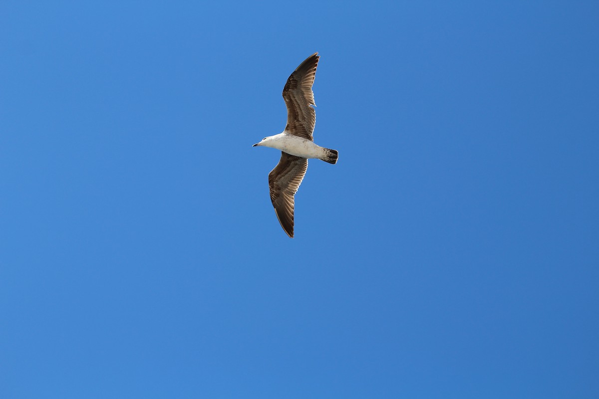 Kaio domingotarra - ML645253766