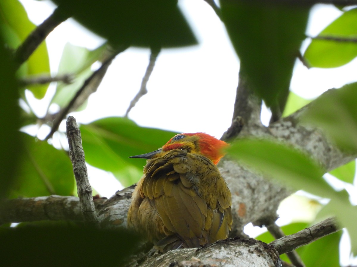 Golden-green Woodpecker - ML645253768