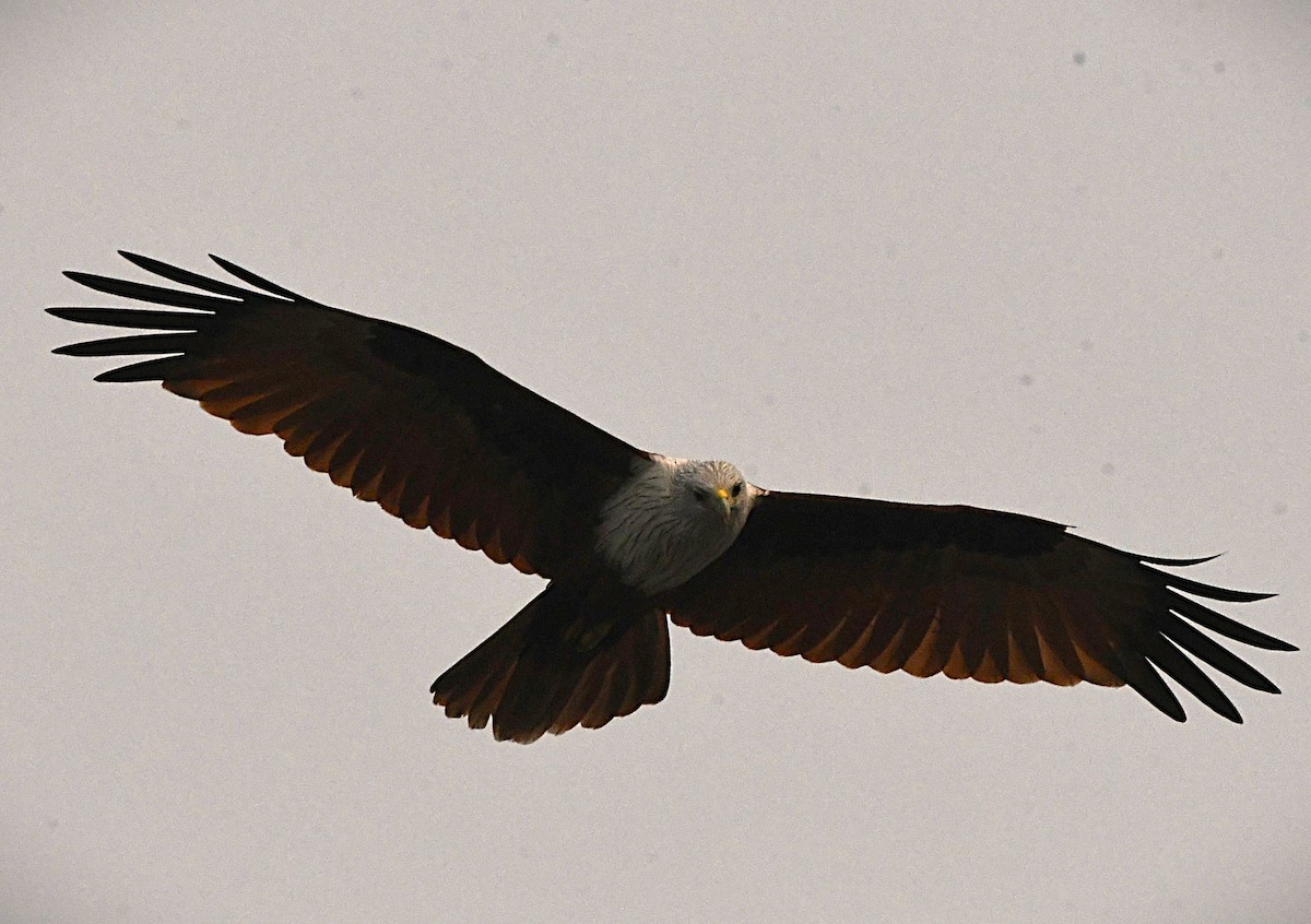 Brahminy Kite - ML645253769