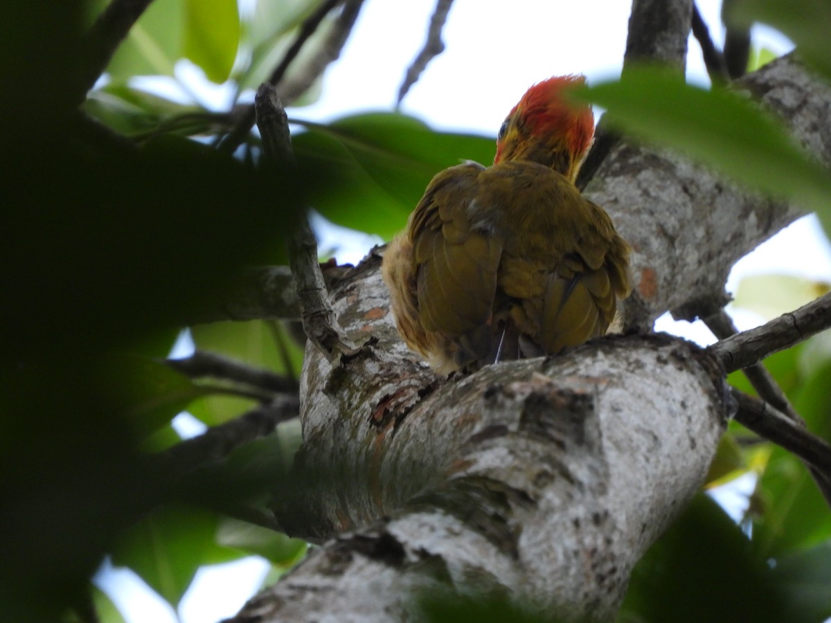 Golden-green Woodpecker - ML645253770