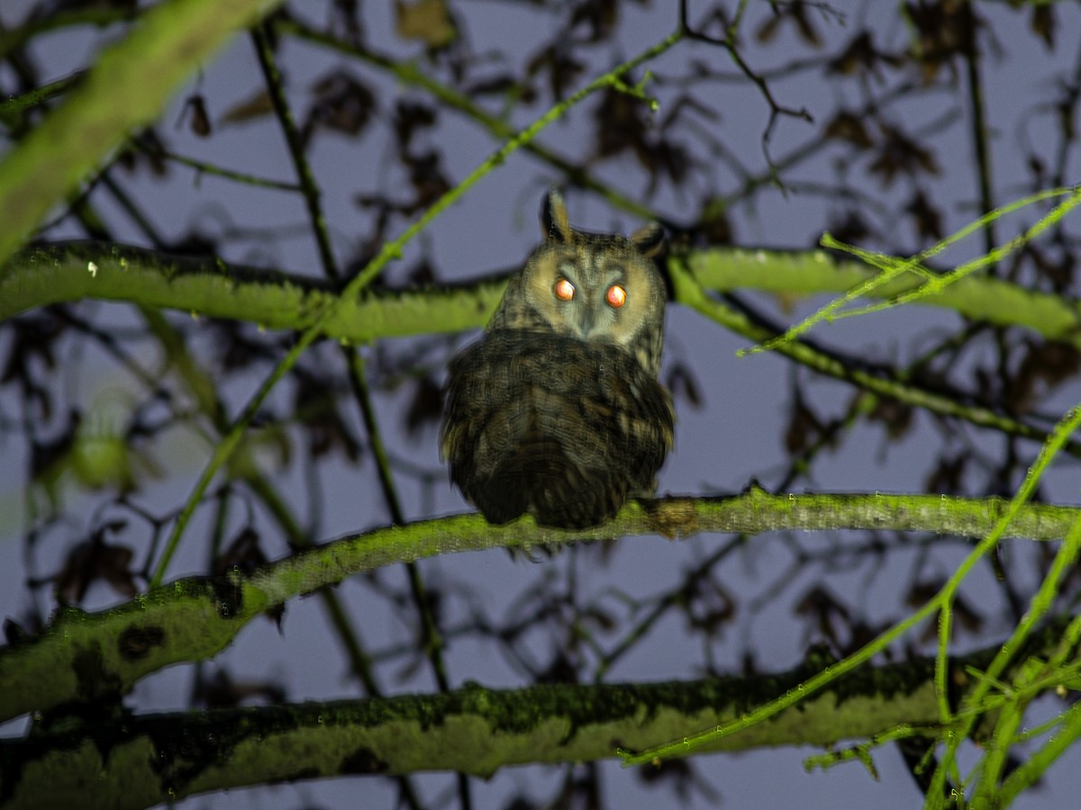 Long-eared Owl - ML645253771