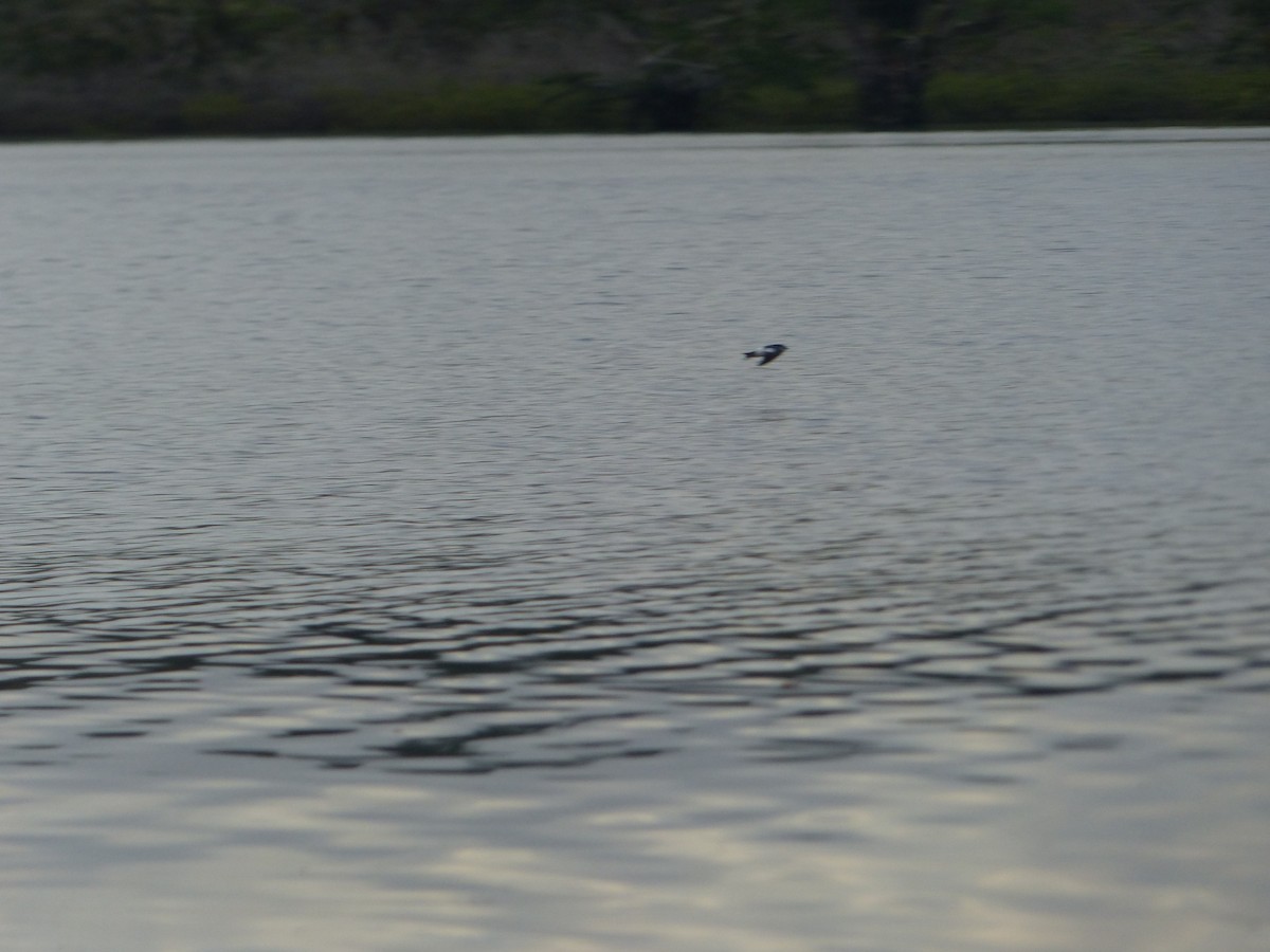 White-winged Swallow - ML645253772