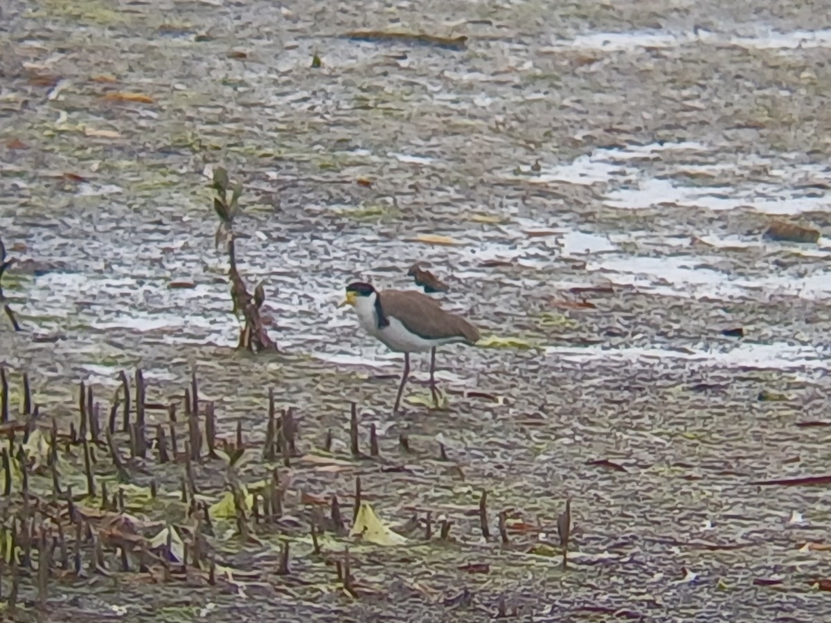 Hegabera maskaraduna - ML645253778