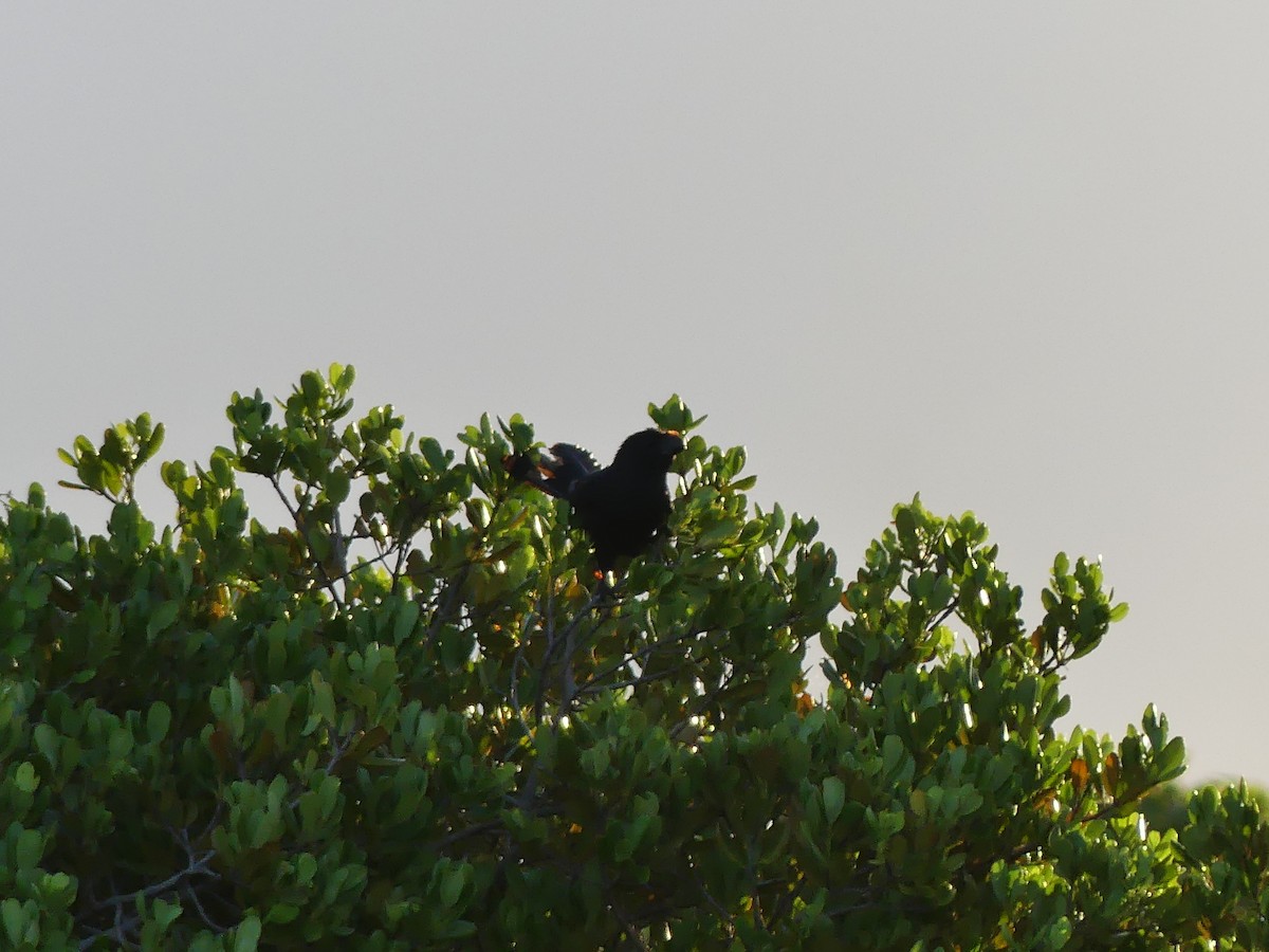 Smooth-billed Ani - ML645253779