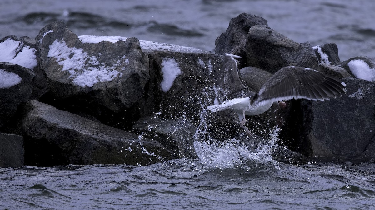 Great Black-backed Gull - ML645253781