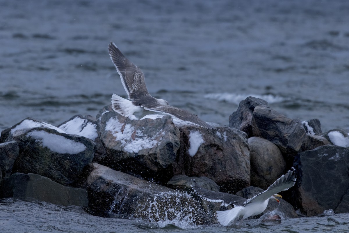 Great Black-backed Gull - ML645253787