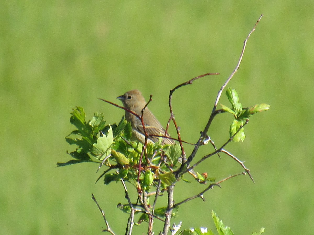 Лазурный колорин - ML645253791