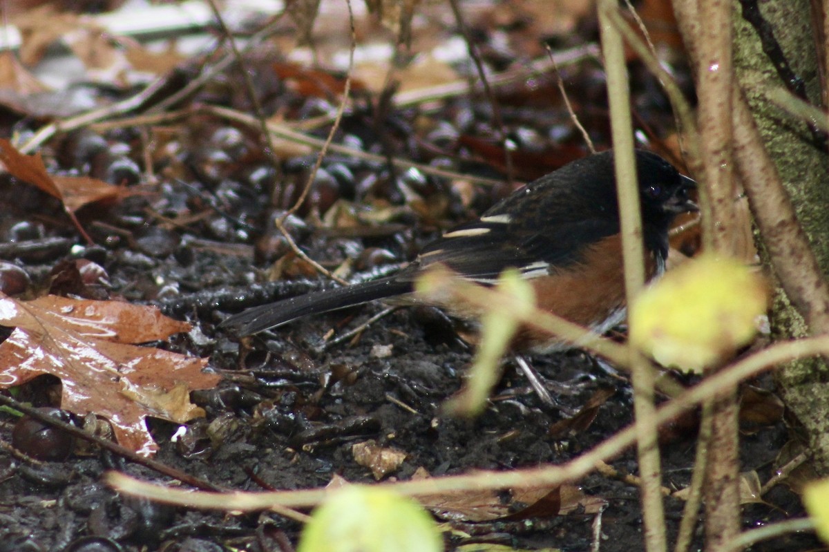 Eastern Towhee - ML645253795