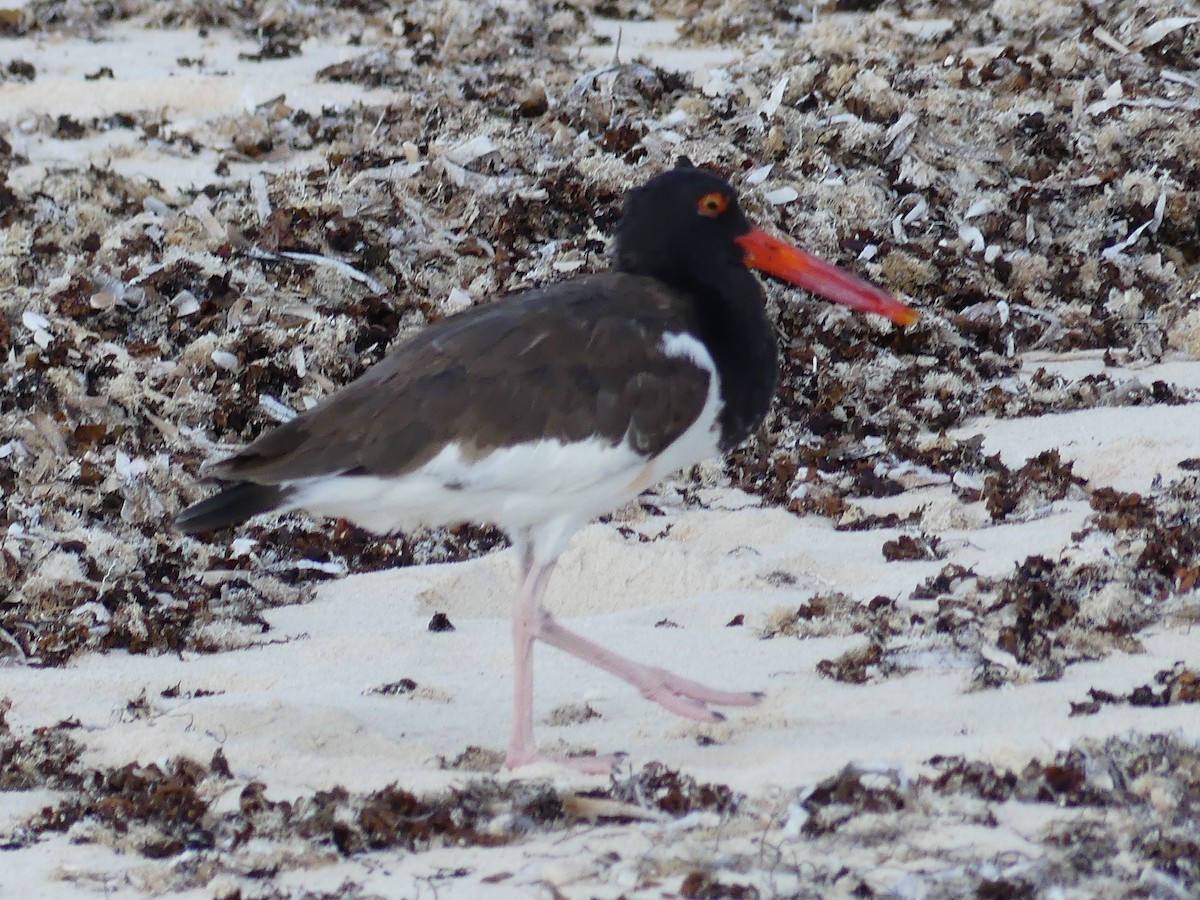 アメリカミヤコドリ - ML645253798