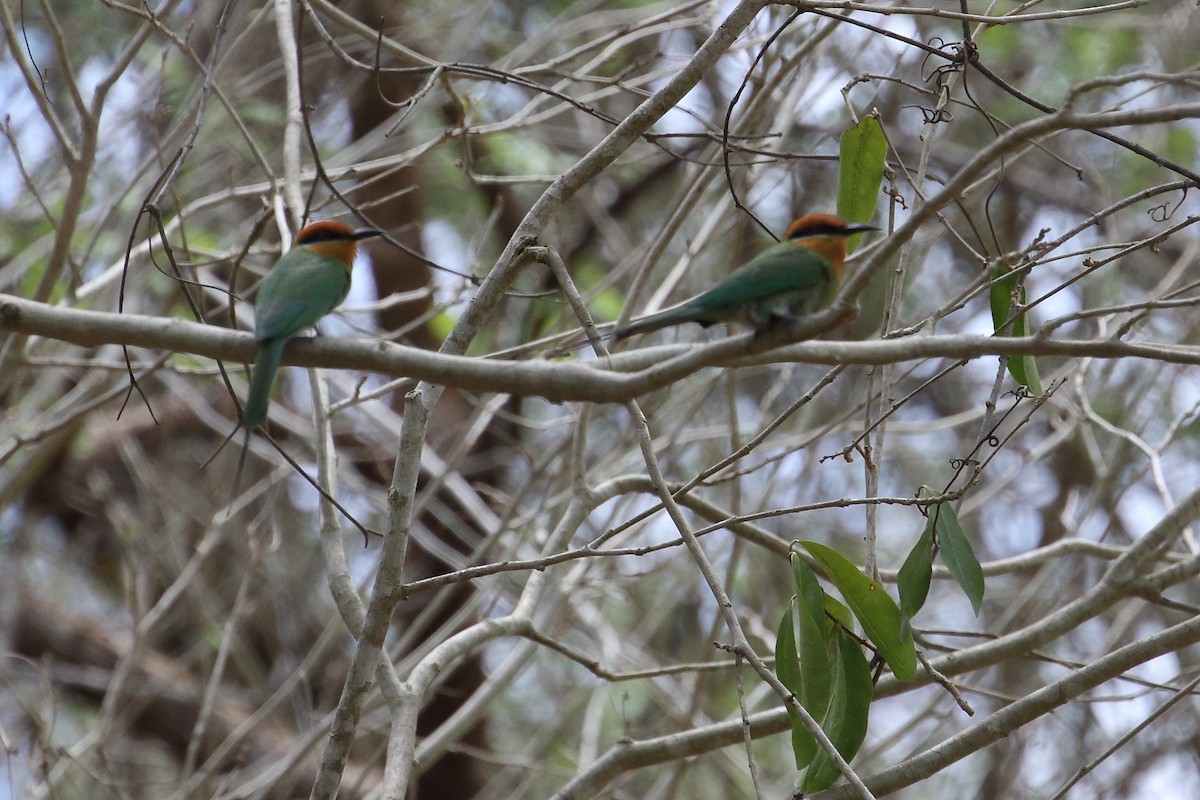 Böhm's Bee-eater - ML645253799