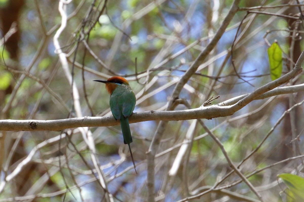Böhm's Bee-eater - ML645253800