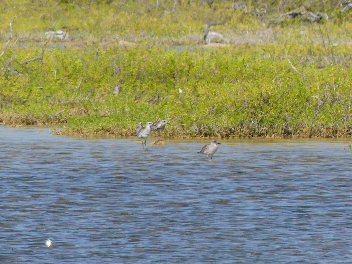 Black-bellied Plover - ML645253803